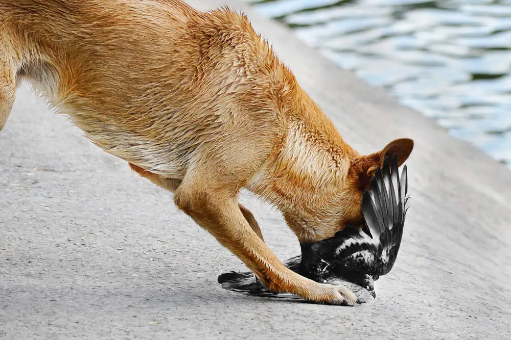 Dog attacking bird