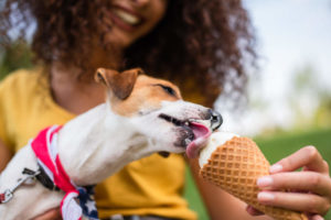 Dog eating vanilla ice cream