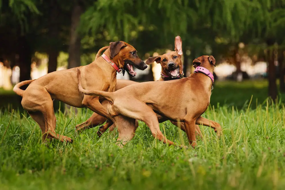 Dog playing together biting each other's necks