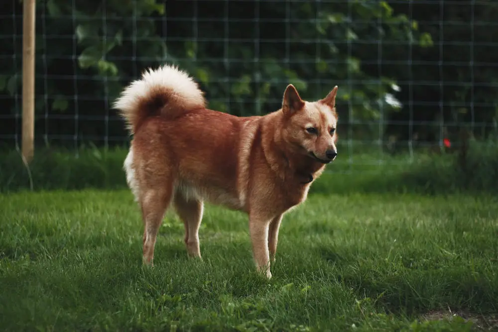 Finnish Spitz