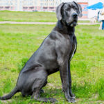 Why Do Great Danes Sit On Everything?