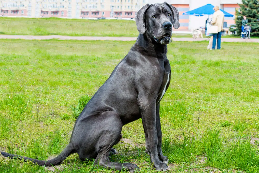 Great Dane sitting in the grass at the park