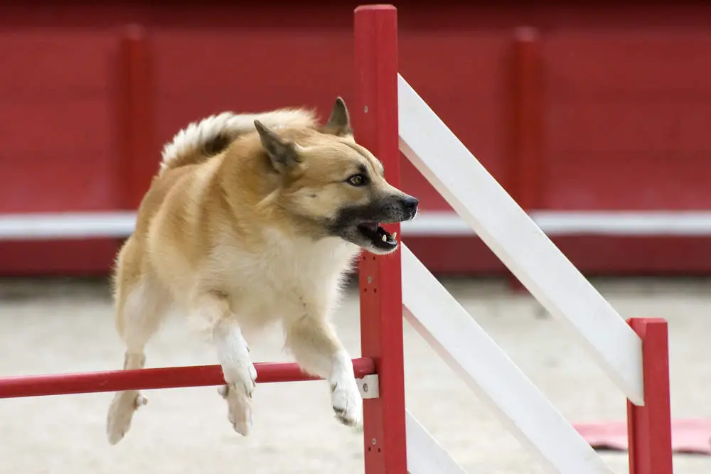 Icelandic Sheepdog on agility course