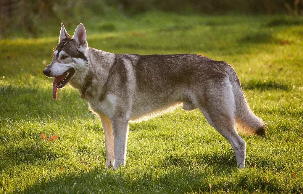 Northern Inuit dog 