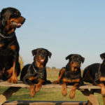 Do Rottweilers Smell?