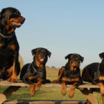Do Rottweilers Smell?