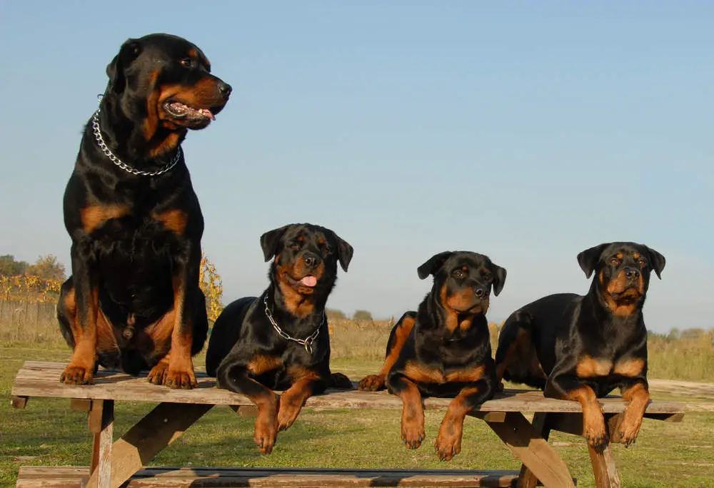 4 Rottweilers sitting on picnic table