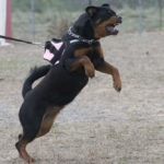 Are Rottweilers Good Guard Dogs?