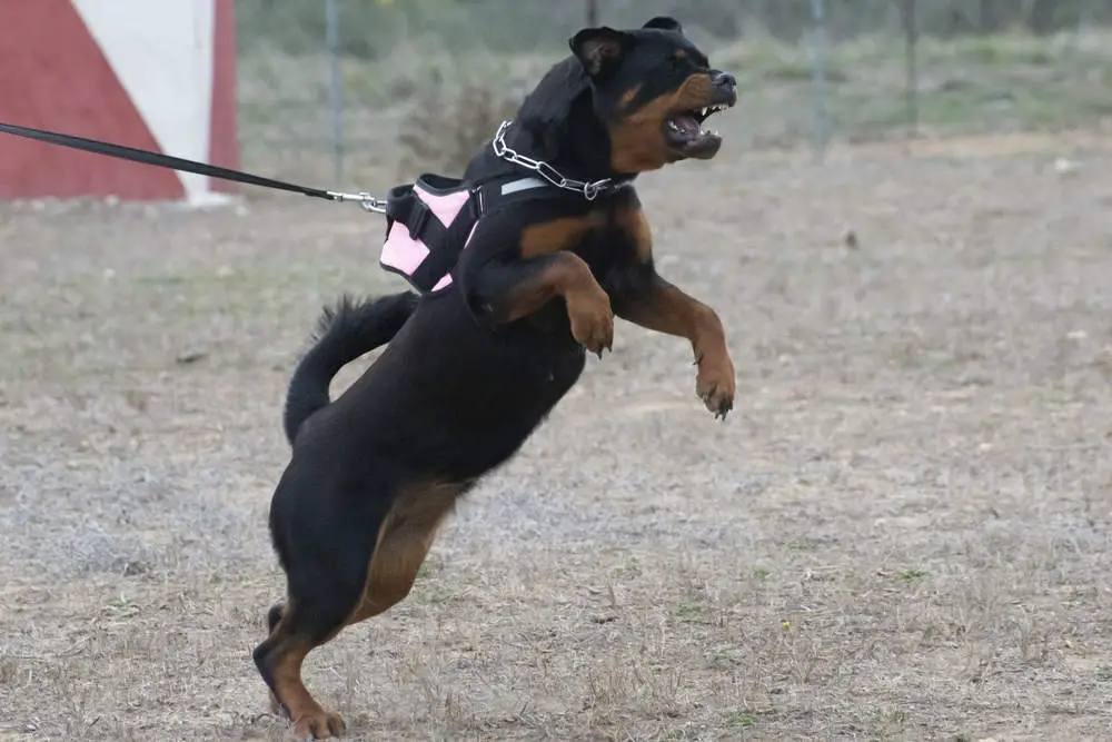 Rottweiler guard dog