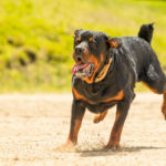 Are Rottweilers Friendly With Strangers?