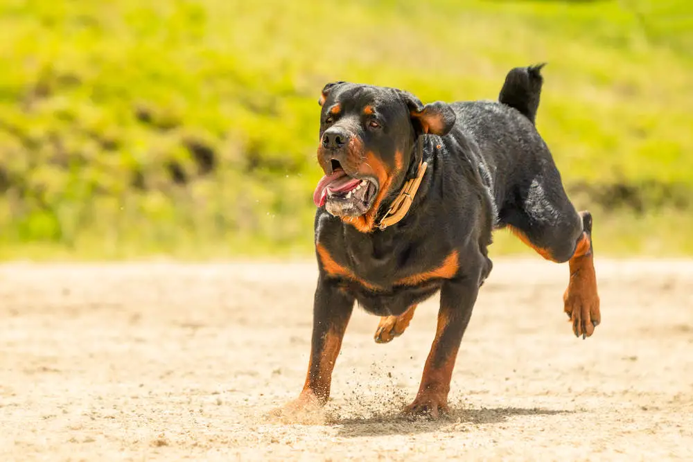 Rottweiler running on the beach