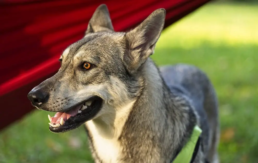 Saarloos Wolfdog