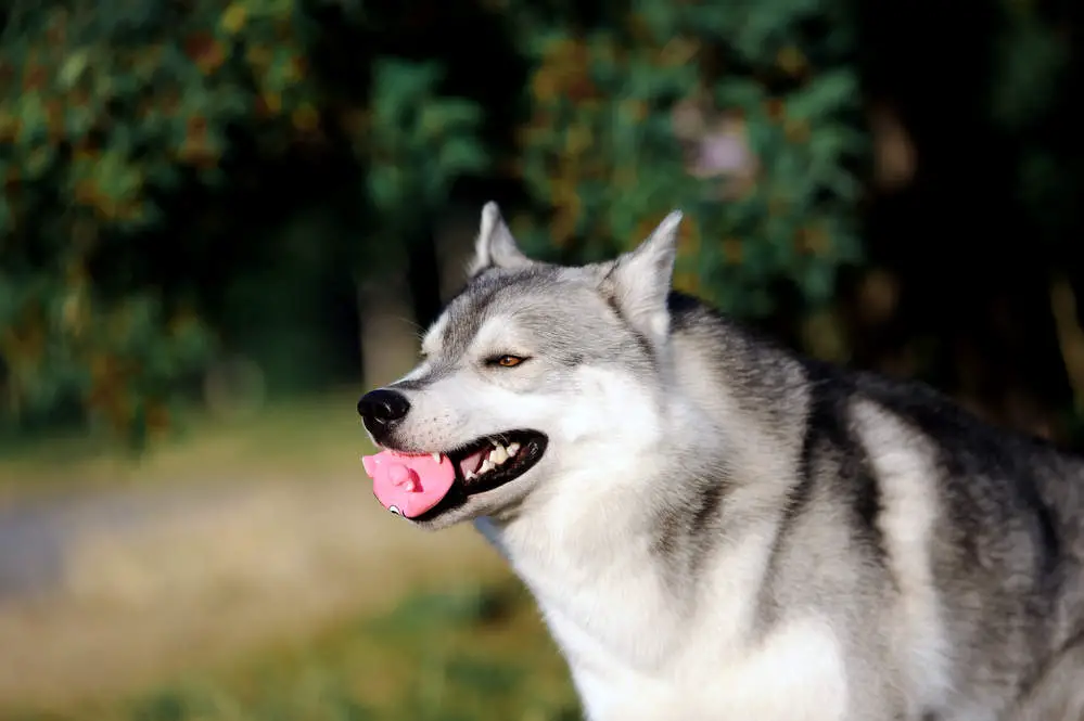 Utonagan playing with toy