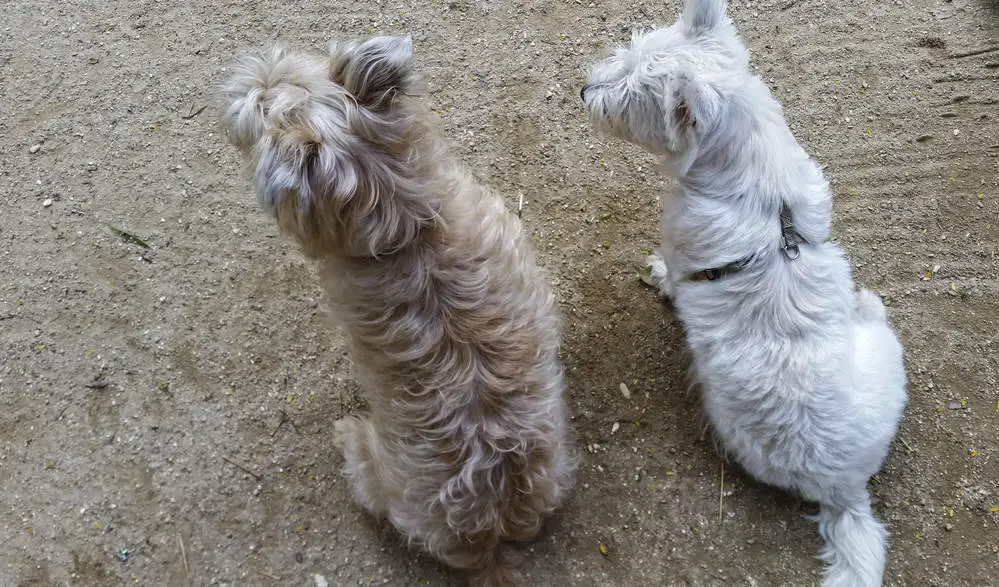 Westie and Cairn looking at something