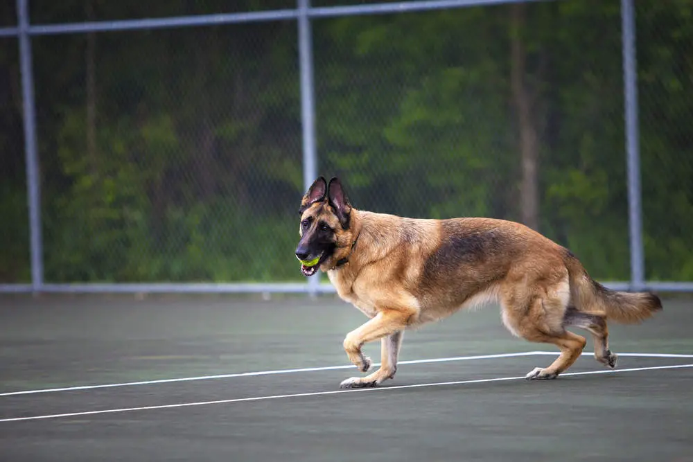 German Shepherd playing fetch on a tennis court