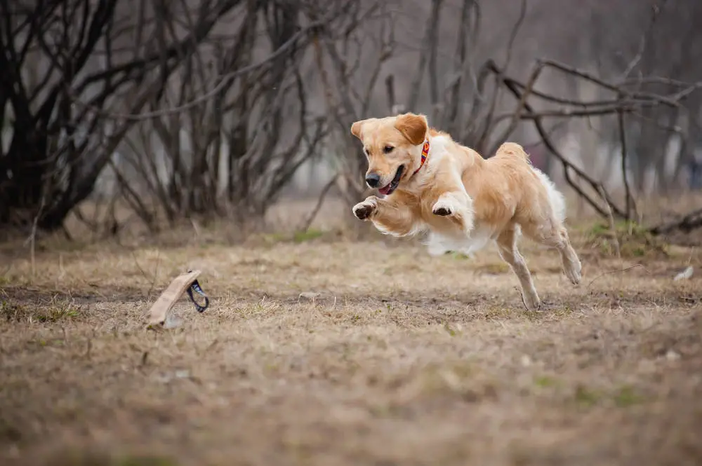 Golden Retriever playing with a toy