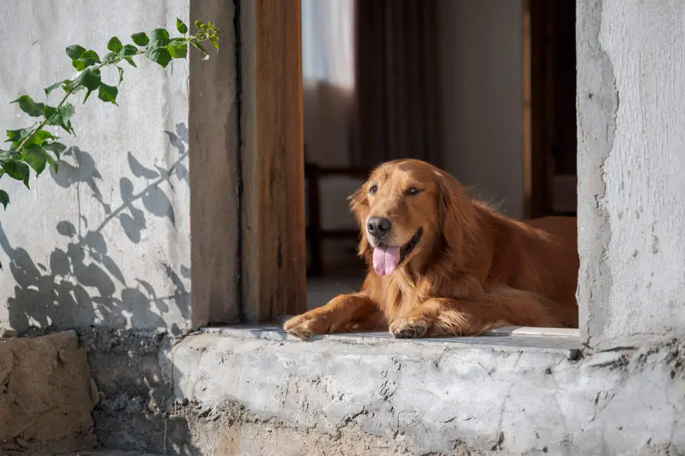 Golden Retriever guarding the door