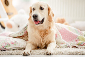 Golden Retriever covered in blankets
