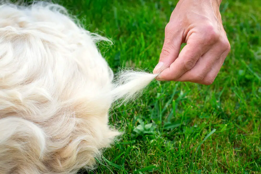 Golden Retriever shedding