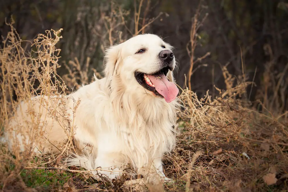 Golden Retriever smiling in a field