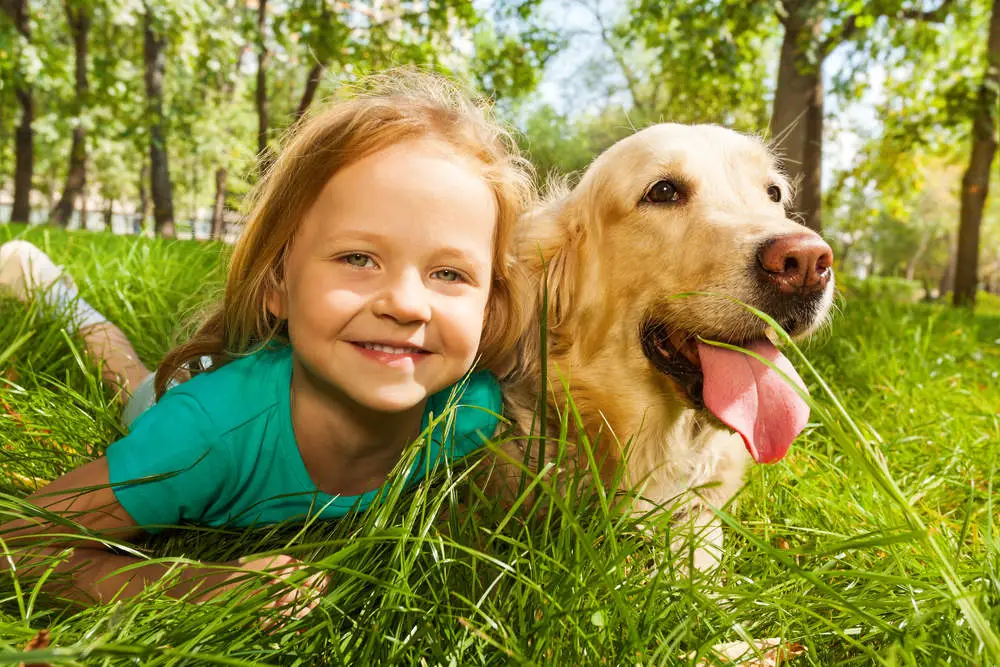 Happy Golden Retriever playing with little girl