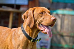 Hungarian Vizsla posing