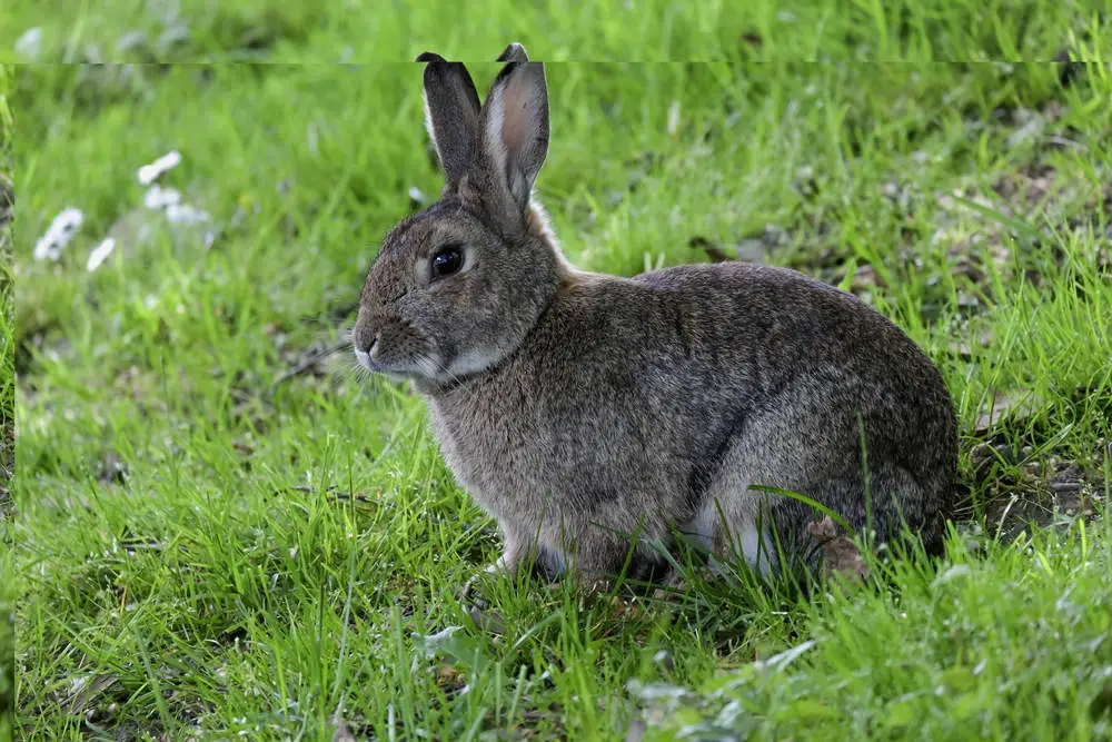 Rabbit in a field