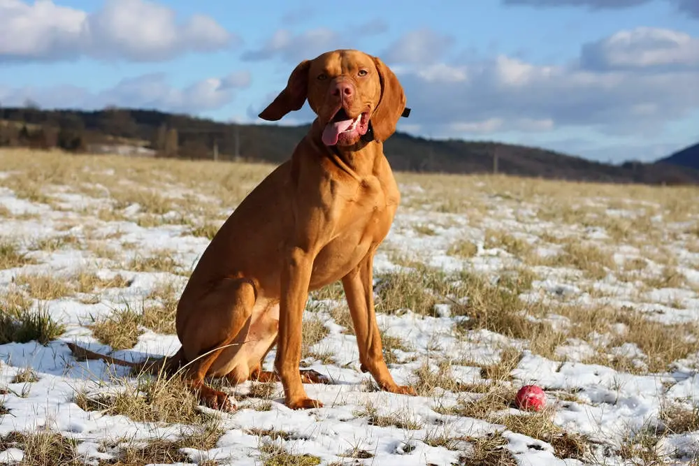 Vizsla getting ready to dig