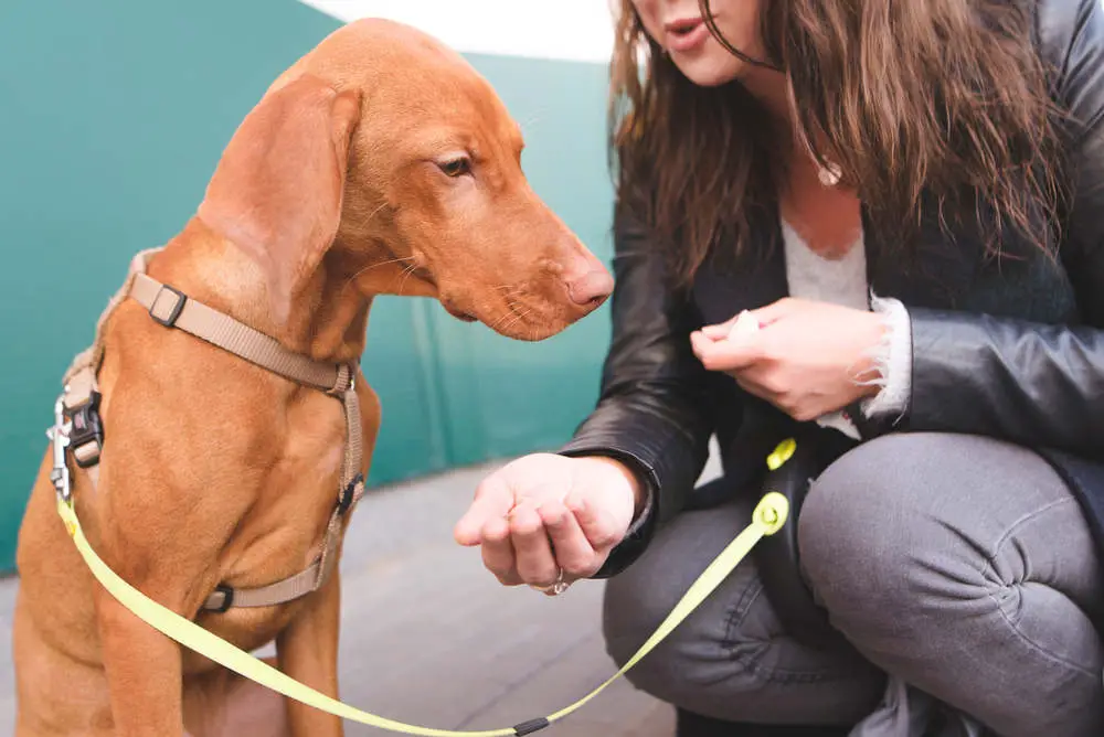 Vizsla being trained by owner