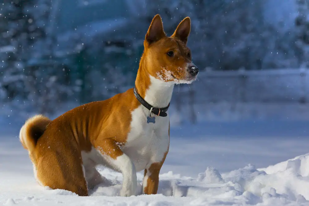 Basenji playing in the snow