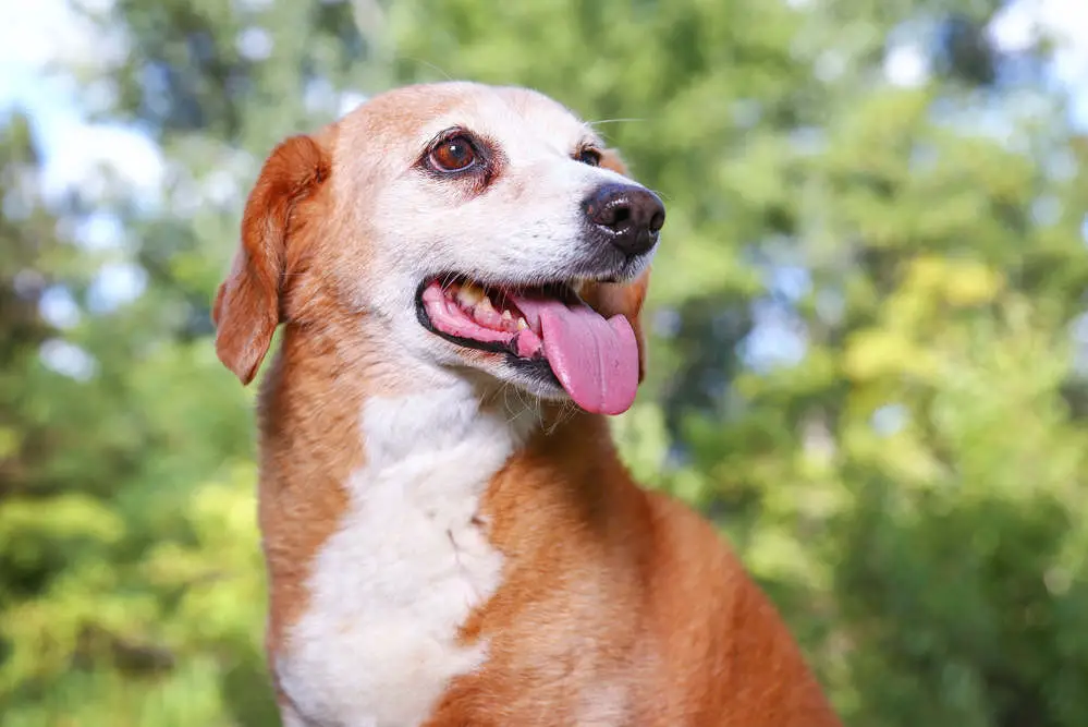 Beagle Basset Hound mix