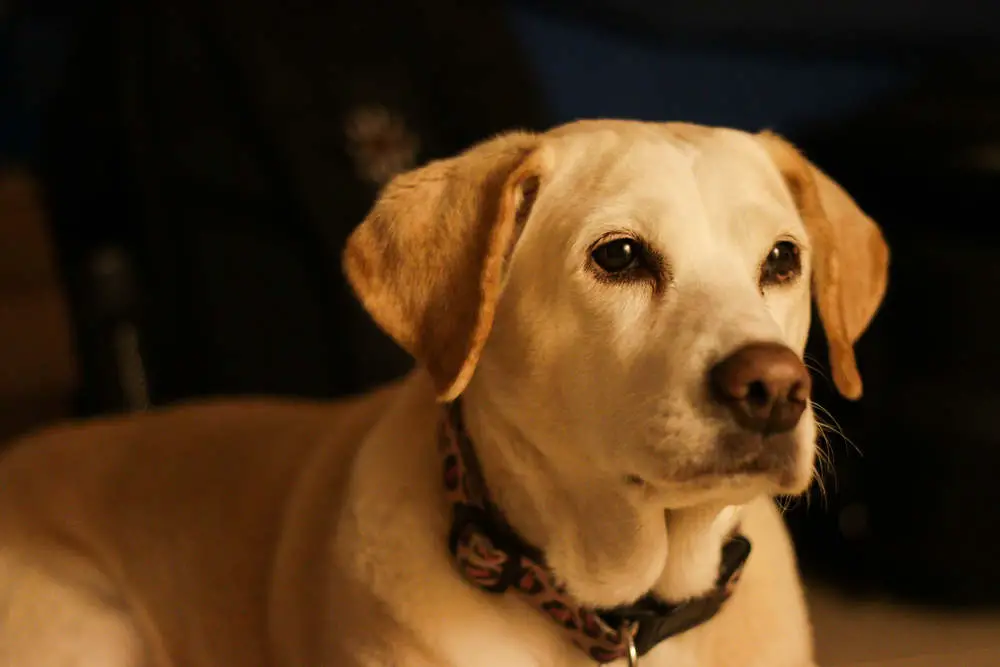 Beagle Lab mix