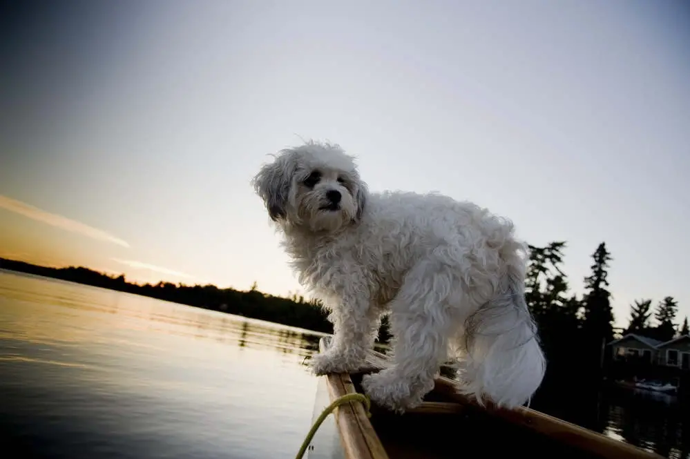 Bichon Frise swimming at the lake