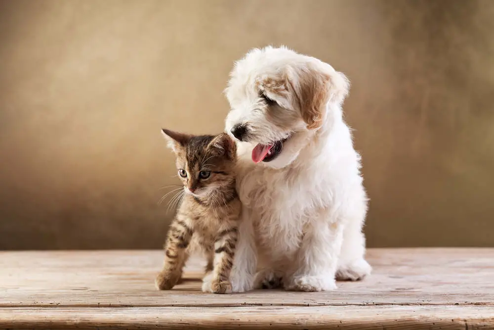 Bichon Frise with cat