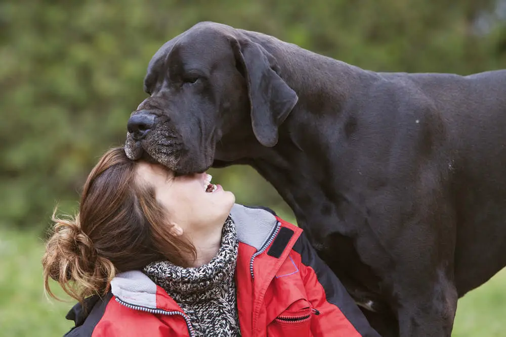 Black Great Dane with owner