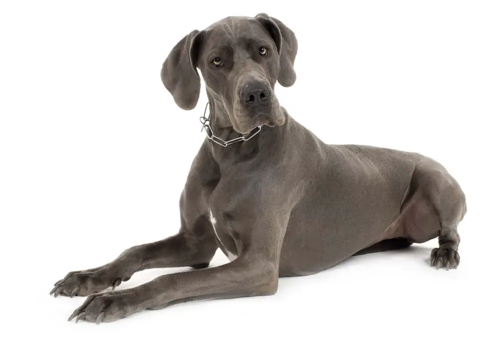 Blue Great Dane