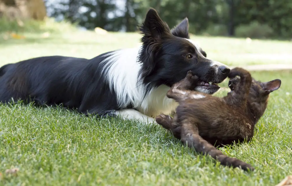 Border Collie playing with a cat
