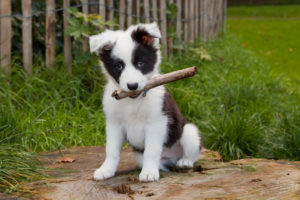 Growing Border Collie puppy playing in the grass
