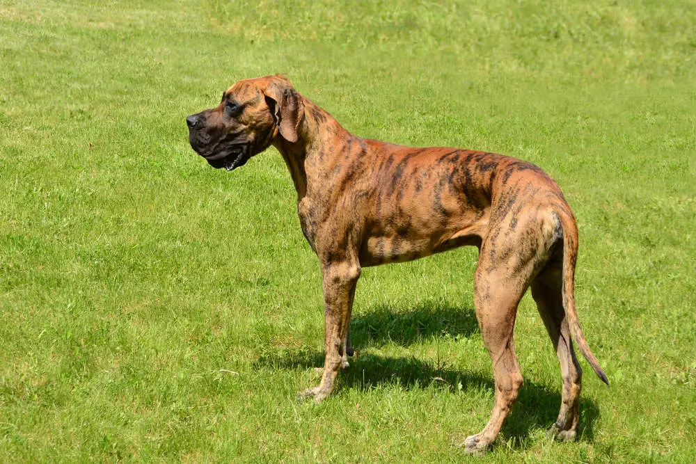 Brindle Great Dane