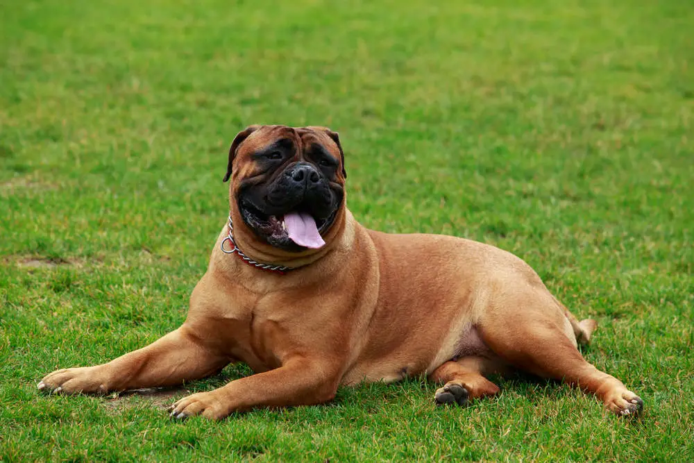 Bullmastiff laying in grass