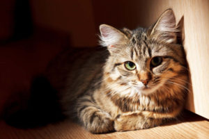 cat resting on the floor