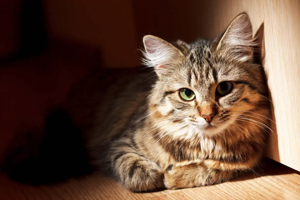 Cat resting on the floor