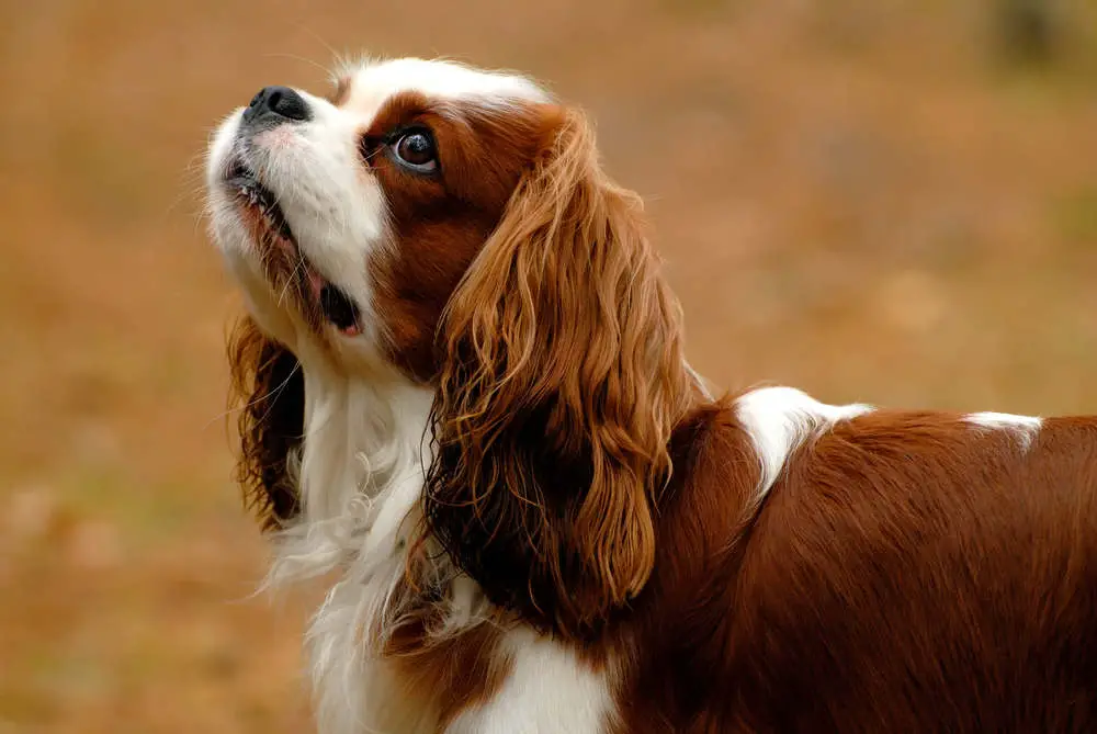 Cavalier King Charles Spaniel