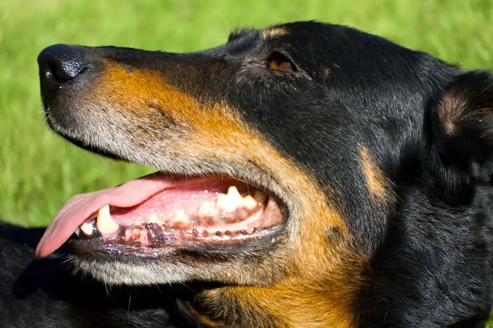 Dog with black spots on gums