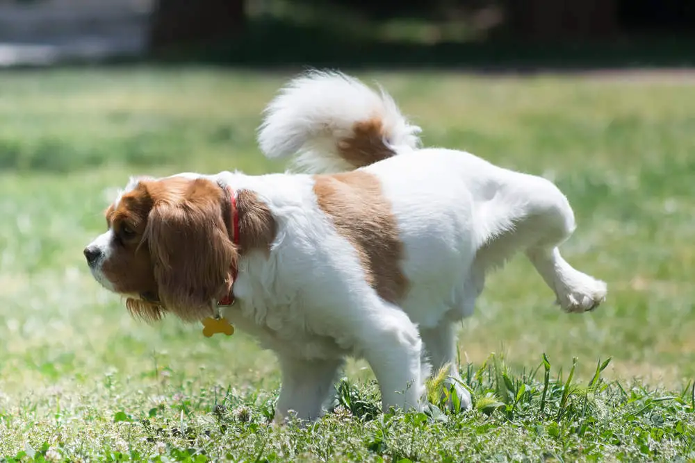 Dog peeing on the grass