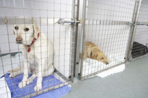 Dogs at a vet's boarding kennel