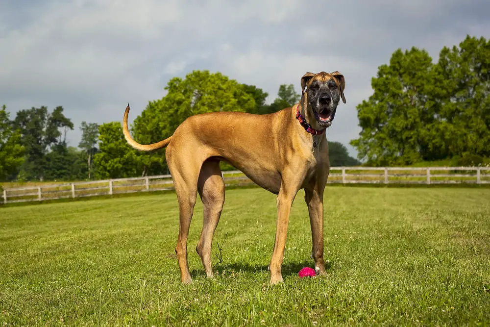 Fawn Great Dane