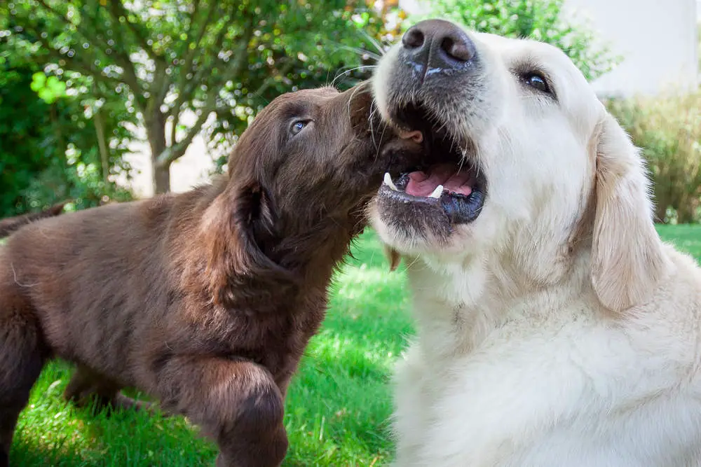 Golden Retriever play biting with puppy