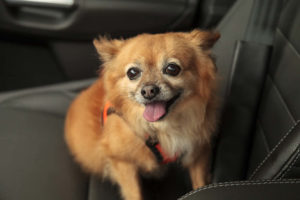 Pomchi going on a car ride