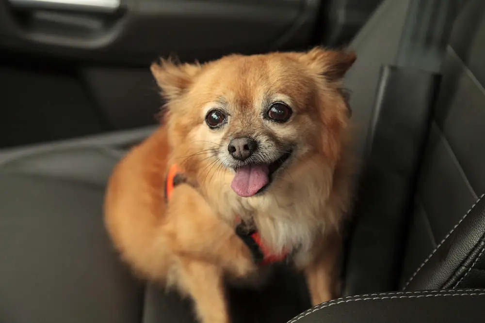 Pomchi going on a car ride